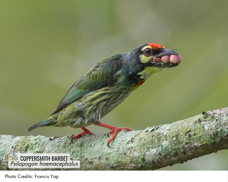 Coppersmith Barbet (Psilopogon haemacephalus)